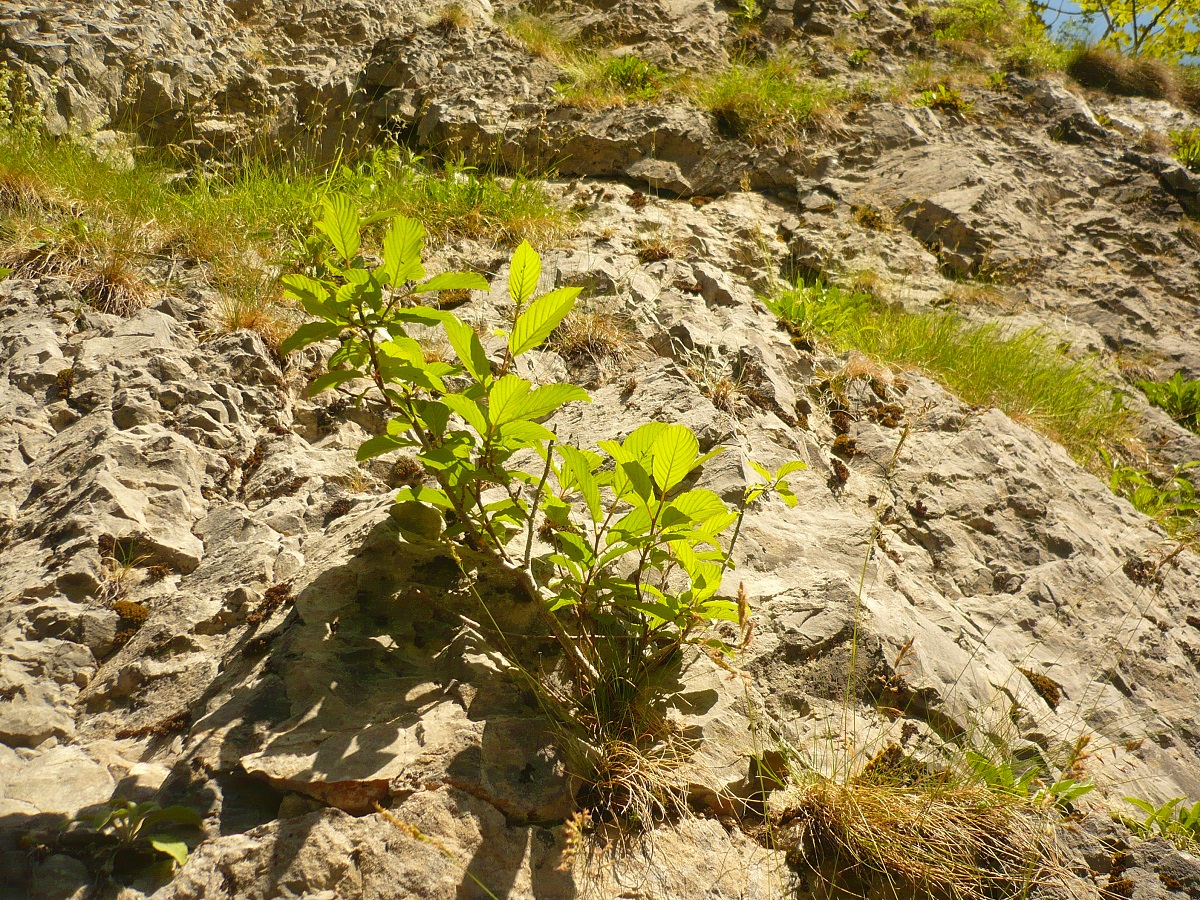 Rhamnus alpina subsp. alpina (Rhamnaceae)
